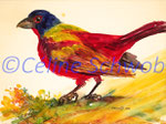 Painted Bunting, aquarelle sur papier, 28cm x 38cm, 2024