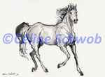 Horse, ink, 2019