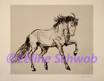 Cheval, gravure, 30cm x 36cm sur papier 45cm x 57cm