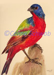 Painted Bunting, aquarelle sur papier, 28cm x 38cm, 2024