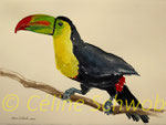 Toucan, aquarelle sur papier, 28cm x 38cm, 2022