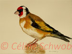 Chardonneret élégant, aquarelle sur papier, 28cmx38cm, 2022