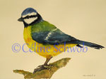 Mésange, aquarelle sur papier, 28cmx38cm, 2022