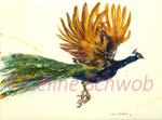 Paon bleu, aquarelle sur papier, 28cmx38cm, Indian Peafowl, watercolor on paper, 11"x15", 2023