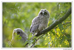 Hibou moyen-duc - Asio otus - Long-eared Owl