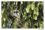 Hibou moyen-duc - Asio otus - Long-eared Owl