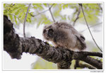 Hibou moyen-duc - Asio otus - Long-eared Owl