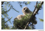 Hibou moyen-duc - Asio otus - Long-eared Owl