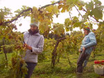 Bei der weinlese