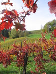 Weingarten im spätherbst