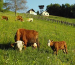 cattles beyond the view tower