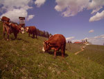 Unsere Rinder