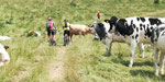 19 au 29 juin 2023 traversée du Jura en VTT en suivant la GTJ. Grande réussite car que du beau temps, pas de casse et comme d'habitude ambiance au top. parcours pas trop technique, en cote 97 % du parcours sur le vélo (un peu plus pour le VTTae!)