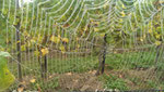 herbstliche Morgenstimmung im Weinberg