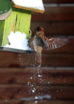 Une petite faim,Photo de Patrick Leon