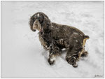 Basil sous la tempête,Photo de Gilliane Coupel