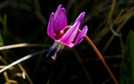 Erythonium Dens Canis. © Fernando Cartagena.