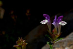 Scutellaria Alpina. © Fernando Cartagena.