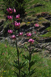 Lilium martagon ( Türkenbundlilie)