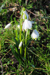 Leucojum vernum ( Märzenbecher)