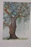 Olivenbaum, Aquarell (2012)