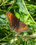 Weissbindiger Bergwald-Mohrenfalter (Erebia euryale), Glaubenberg
