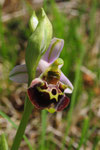 Ophrys holosericea ( Hummel-Ragwurz)