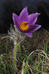 Pulsatilla vernalis ( Gemeine Küchenschelle)