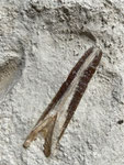 Fossile de belemnite dans la façade en carreaux de craie de la Maison de Champagne Martel, côté rue Armonville. Le bélemnite était un céphalopode marin du Dévonien au Crétacé.