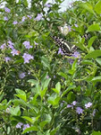 100te von Schmetterlingen lieben diese lila Blüten...