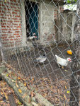 die Enten haben sogar einen kleinen Pool, leider nicht auf dem Foto