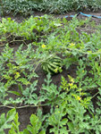 "Tikiti" Wassermelonen wachsen wunderbar und sind allseits beliebt