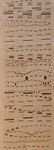 067 B Torelli Anna, Verticale (particolare), 1987 Italia carta pennarello   153,5x24 cm