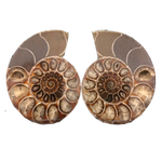 Ammoniten paar ca. 180 Mio. J. 