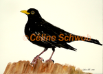 Blackbird, watercolor painting, Céline Schwob