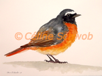 Rougequeue à front blanc, aquarelle sur papier, 28cmx38cm, Common Redstart, watercolor on paper, 11"x15", 2019