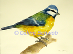 Mésange bleue, aquarelle sur papier, 28cmx38cm, Eurasian Blue Tit, watercolor on paper, 11"x15", 2022