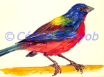Painted Bunting, watercolor painting, Céline Schwob