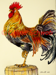 Coq, aquarelle sur papier, 28cmx38cm, Rooster, watercolor on paper, 11"x15", 2024