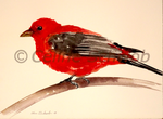 Tangara écarlate, aquarelle sur papier, 28cmx38cm, 2019