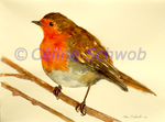 European Robin, watercolor painting, Céline Schwob