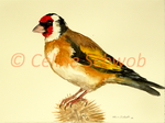 European Goldfinch, watercolor painting, Céline Schwob