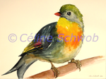 Red-billed leiothrix, watercolor painting, Céline Schwob