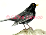 Merle noir, aquarelle sur papier, 28cmx38cm, Blackbird, watercolor on paper, 11"x15", 2022