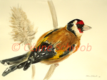 European Goldfinch, watercolor painting, Céline Schwob