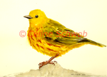 American Yellow Warbler, watercolor painting, Céline Schwob