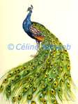 Paon bleu, aquarelle sur papier, 28cmx38cm, Indian Peafowl, watercolor on paper, 11"x15", 2023