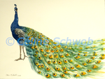 Paon bleu, aquarelle sur papier, 28cmx38cm, Indian Peafowl, watercolor on paper, 11"x15", 2023