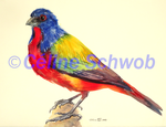 Painted Bunting, watercolor painting, Céline Schwob