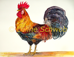 Coq, aquarelle sur papier, 56cmx76cm, 2024